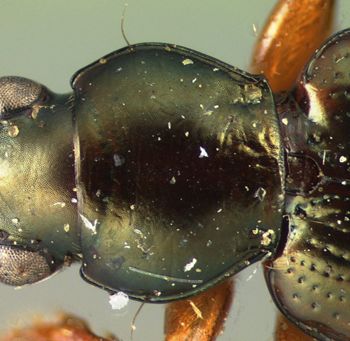 Media type: image;   Entomology 33064 Aspect: pronotum dorsal